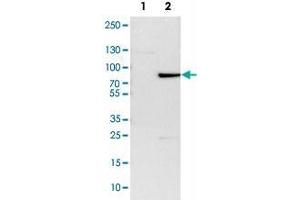 Western Blot analysis of Lane 1: NIH-3T3 cell lysate (mouse embryonic fibroblast cells) and Lane 2: NBT-II cell lysate (Wistar rat bladder tumor cells) with ZBTB7B polyclonal antibody . (ZBTB7B 抗体)