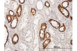 Immunoperoxidase of purified MaxPab antibody to UMOD on formalin-fixed paraffin-embedded human kidney. (Uromodulin 抗体  (AA 1-611))