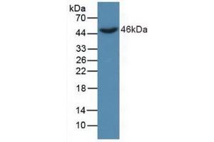 Figure. (DKK3 抗体  (AA 22-350))