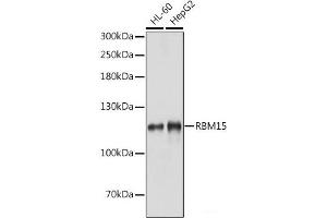 Western blot analysis of extracts of various cell lines using RBM15 Polyclonal Antibody at dilution of 1:1000. (RBM15 抗体)