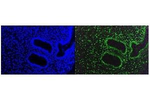 IF analysis of KAP1/TRIM28 using anti-KAP1/TRIM28 antibody (ABIN7602310). (KAP1 抗体  (AA 699-835))