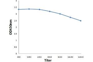 Antigen: 0. (AMPK gamma 1/2/3 (AA 280-330) 抗体)