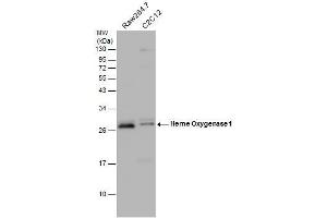WB Image Various whole cell extracts (30 μg) were separated by 12% SDS-PAGE, and the membrane was blotted with Heme Oxygenase 1 antibody , diluted at 1:1500.
