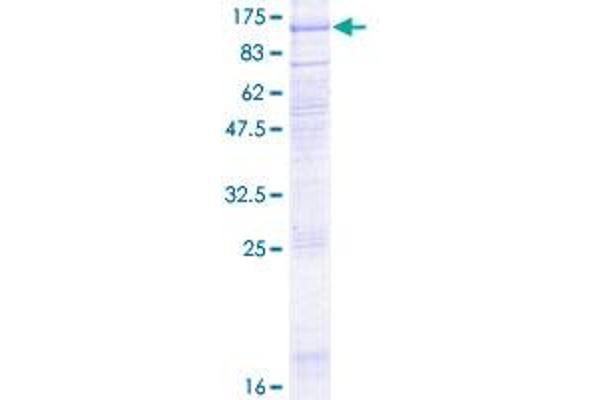 LGR6 Protein (AA 1-828) (GST tag)