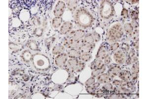 Immunoperoxidase of purified MaxPab antibody to POLB on formalin-fixed paraffin-embedded human salivary gland. (POLB 抗体  (AA 1-335))