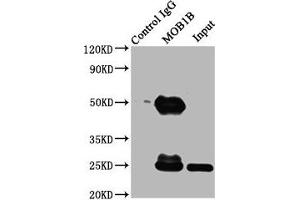 Immunoprecipitating MOB1B in K562 whole cell lysate Lane 1: Rabbit control IgG (1 μg) instead of ABIN7160120 in K562 whole cell lysate. (MOBKL1A 抗体  (AA 2-216))
