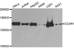 Western blot analysis of extracts of various cell lines, using CCAR1 antibody (ABIN5973748) at 1/1000 dilution. (CCAR1 抗体)