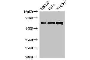 Western Blot Positive WB detected in: HEK293 whole cell lysate, Hela whole cell lysate, NIH/3T3 whole cell lysate All lanes: FXR1 antibody at 3 μg/mL Secondary Goat polyclonal to rabbit IgG at 1/50000 dilution Predicted band size: 70, 61, 60 kDa Observed band size: 70 kDa (FXR1 抗体  (AA 469-614))