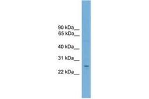 Image no. 1 for anti-Nuclear Receptor Subfamily 6, Group A, Member 1 (NR6A1) (AA 323-372) antibody (ABIN6744807)