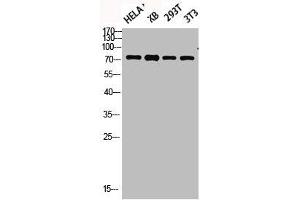 Western blot analysis of HELA KB 293T 3T3 lysis using Phospho-Synapsin I (S9) antibody. (SYN1 抗体  (pSer9))