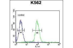 AKR1C3 Antibody (N-term) (ABIN654117 and ABIN2843995) flow cytometric analysis of K562 cells (right histogram) compared to a negative control cell (left histogram).