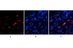 Immunofluorescence analysis of human liver tissue. (BMP2 抗体  (C-Term))