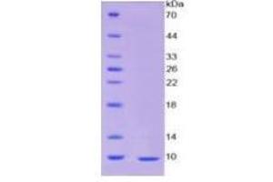 SDS-PAGE of Protein Standard from the Kit (Highly purified E. (Insulin ELISA 试剂盒)