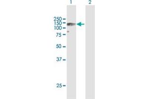 Western Blot analysis of AXL expression in transfected 293T cell line by AXL MaxPab polyclonal antibody. (AXL 抗体  (AA 1-894))