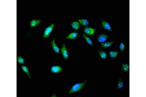 Immunofluorescent analysis of Hela cells using ABIN7150251 at dilution of 1:100 and Alexa Fluor 488-congugated AffiniPure Goat Anti-Rabbit IgG(H+L) (POLI 抗体  (AA 458-711))