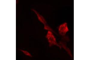 ABIN6274784 staining 293 cells by IF/ICC. (RPL7 抗体  (C-Term))