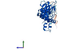 Protein Structure (PS) image for Ankyrin Repeat and SOCS Box Containing 13 (ASB13) (AA 1-278) protein (His tag) (ABIN7559787)