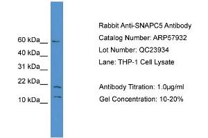 WB Suggested Anti-SNAPC5  Antibody Titration: 0. (SNAPC5 抗体  (N-Term))