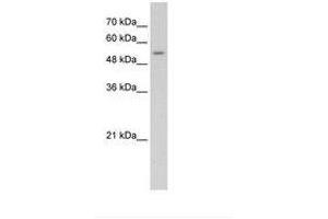 Image no. 1 for anti-Solute Carrier Family 26 (Sulfate Transporter), Member 8 (SLC26A8) (AA 901-950) antibody (ABIN396883)