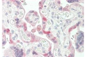 ABIN190773 (5 μg/mL) staining of paraffin embedded Human Placenta. (Transglutaminase 2 抗体  (Internal Region))