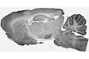 Adult rat brain immunohistochemistry. (IB2 抗体  (AA 226-421))