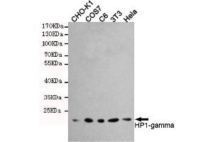 Western blot detection of HP1-gamma in Hela,3T3,C6,COS7 and CHO-K1 cell lysates using HP1-gamma mouse mAb (1:1000 diluted). (CBX3 抗体)