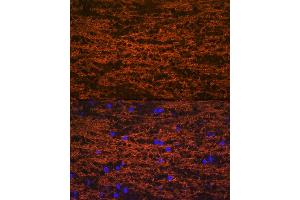 Immunofluorescence analysis of mouse brain using Myelin oligodendrocyte glycoprotein Rabbit mAb (ABIN7268722) at dilution of 1:100 (40x lens). (MOG 抗体)