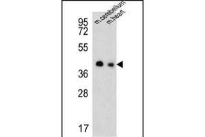 Western blot analysis of SLC25A19 Antibody (C-term) (ABIN651462 and ABIN2840254) in mouse cerebellum,heart tissue lysates (35 μg/lane). (SLC25A19 抗体  (C-Term))