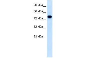 WB Suggested Anti-ELF2 Antibody Titration:  0. (ELF2 抗体  (N-Term))