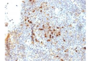 Formalin-fixed, paraffin-embedded human Tonsil stained with HLA-DRA Mouse Monoclonal Antibody (19-26.