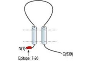 anti-Amiloride-Sensitive Cation Channel 4, Pituitary (ACCN4) (AA 7-26), (Intracellular), (N-Term) antibody