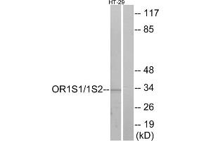 Western blot analysis of extracts from HT-29 cells, using OR1S1/1S2 antibody. (OR1S1/1S2 抗体  (C-Term))