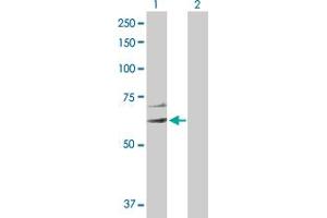 Western Blot analysis of EIF2C3 expression in transfected 293T cell line by EIF2C3 MaxPab polyclonal antibody. (EIF2C3 抗体  (AA 1-626))