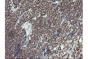 Image no. 1 for anti-Estrogen-Related Receptor gamma (ESRRG) (AA 24-263) antibody (ABIN1491251) (ESRRG 抗体  (AA 24-263))