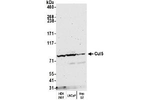 Western Blotting (WB) image for anti-Cullin 5 (CUL5) (AA 1-50) antibody (ABIN7454808)