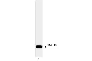 Western blot analysis of cytochrome c. (Cytochrome C 抗体)