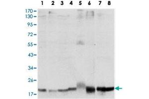Western blot analysis using SKP1 monoclonal antobody, clone 4E11  against HeLa (1), NIH/3T3 (2), A-431 (3), RAJI (4), PC-12 (5), COS-7 (6), MCF-7 (7) and HepG2 (8) cell lysate. (SKP1 抗体)