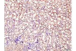 Paraformaldehyde-fixed, paraffin embedded mouse kidney tissue, Antigen retrieval by boiling in sodium citrate buffer(pH6) for 15min, Block endogenous peroxidase by 3% hydrogen peroxide for 30 minutes, Blocking buffer (normal goat serum) at 37°C for 20min, Antibody incubation with Rabbit Anti-DNase II Polyclonal Antibody, Unconjugated  at 1:400 overnight at 4°C, followed by a conjugated secondary and DAB staining (DNASE2 抗体  (AA 25-90))