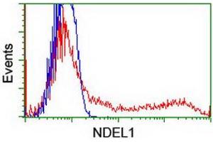 Image no. 3 for anti-NudE Nuclear Distribution E Homolog (A. Nidulans)-Like 1 (NDEL1) antibody (ABIN1499852) (NDEL1 抗体)