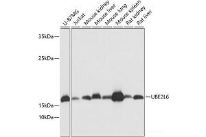 Western blot analysis of extracts of various cell lines using UBE2L6 Polyclonal Antibody at dilution of 1:1000. (UBE2L6 抗体)