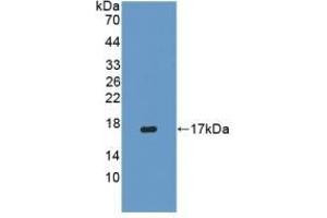 Detection of Recombinant IFNg, Porcine using Polyclonal Antibody to Interferon Gamma (IFNg) (Interferon gamma 抗体  (AA 21-166))