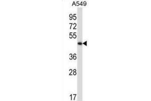 Western Blotting (WB) image for anti-phosphorylase Kinase, gamma 2 (Testis) (PHKG2) antibody (ABIN2997997)