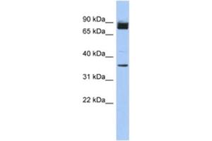 anti-MGC48628 antibody