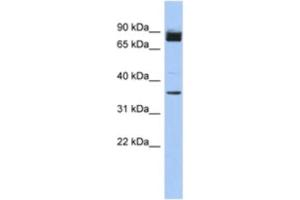 Western Blotting (WB) image for anti-MGC48628 antibody (ABIN2463947) (MGC48628 抗体)