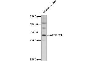 Western blot analysis of extracts of mouse spleen, using  antibody (ABIN7265636) at 1:1000 dilution. (APOBEC1 抗体  (AA 1-80))