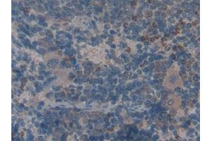 IHC-P analysis of Rat Spleen Tissue, with DAB staining. (ANGPTL1 抗体  (AA 36-297))
