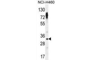 Western Blotting (WB) image for anti-Olfactory Receptor, Family 2, Subfamily Z, Member 1 (OR2Z1) antibody (ABIN2995998) (OR2Z1 抗体)