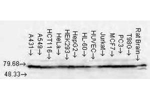 Western Blot analysis of Human Cell lysates showing detection of Hsp70 protein using Mouse Anti-Hsp70 Monoclonal Antibody, Clone N27F3-4 (ABIN361705 and ABIN361706). (HSP70/HSC70 抗体)