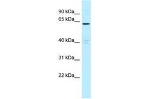 MTMR6 antibody  (AA 531-580)