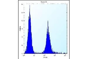 EFCB7 Antibody (C-term) (ABIN658018 and ABIN2846956) flow cytometric analysis of Neuro-2a cells (right histogram) compared to a negative control cell (left histogram). (EFCAB7 抗体  (C-Term))